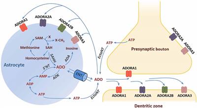 The adenosine hypothesis of schizophrenia into its third decade: From neurochemical imbalance to early life etiological risks